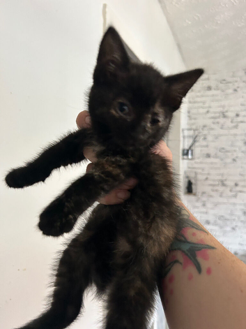 2 female kittens ready now