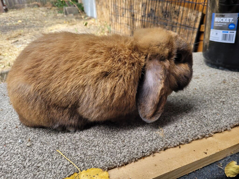 Mini lop female