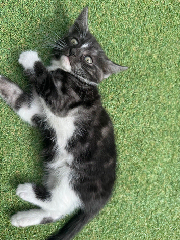 Gorgeous male kitten