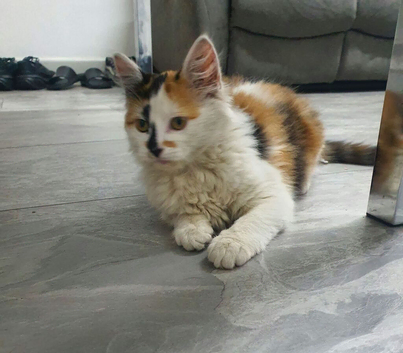 Tortoiseshell