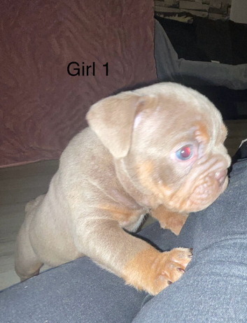 Beautiful English bulldog puppies