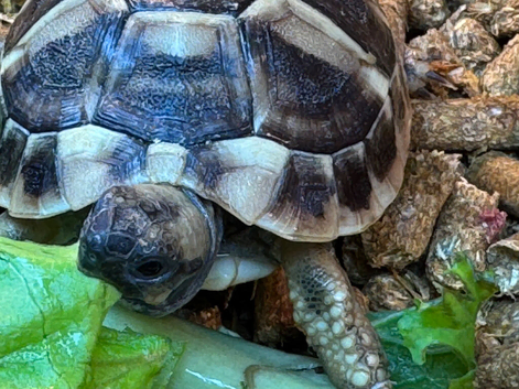 Hermann&rsquo;s Tortoises 2025 Captive Bred