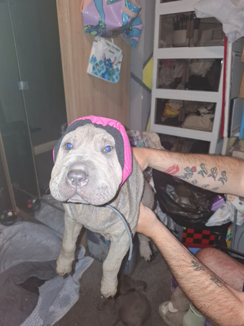 2 12 week old shar pei girls