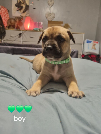 Bull herder - (green boy) ready 1st November