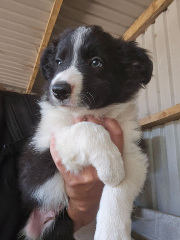 READY NOW! Working Border Collie Pups