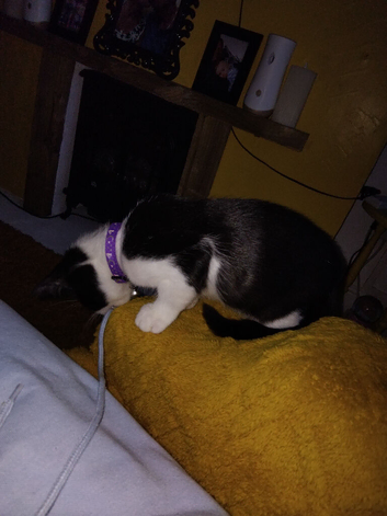 Femal black and white kitten
