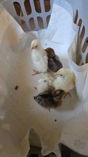 6 Hatching eggs