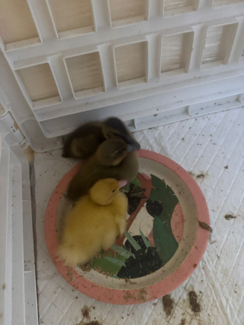 2 khaki Campbell and 1 white Campbell ducklings