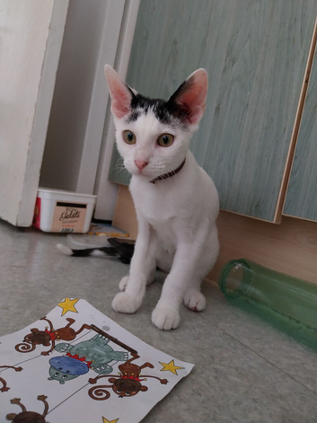 Lovely Kitten MIMI