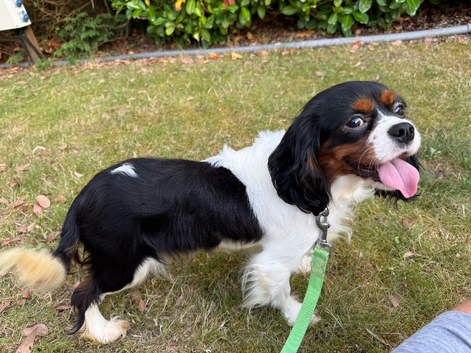 Female Tri Colour Cavalier King Charles Spaniel