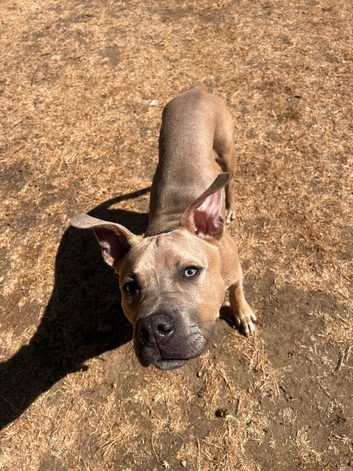 Staff x puppy