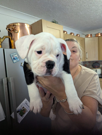 Beautiful old english bulldog puppy