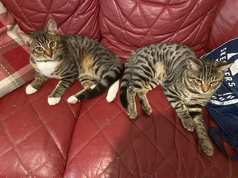 Bengal boy