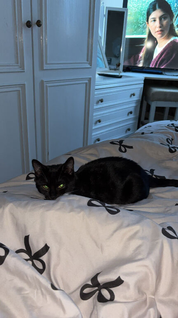 5 month old kitten