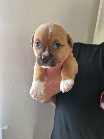 7 week old pocket bullys