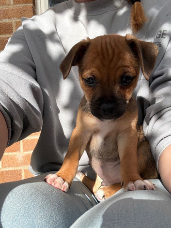 **READY NOW WE NOW ONLY HAVE 2 BOYS AVAILABLE ** 5 adorable 8 week old puppies