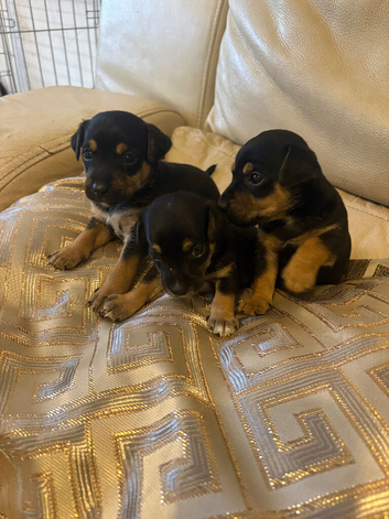Jack Russel puppies