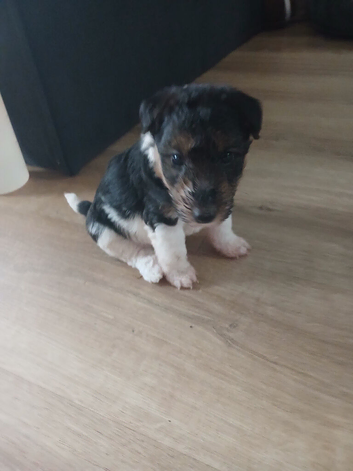 Beautiful wire fox terrier puppies 3 girls left