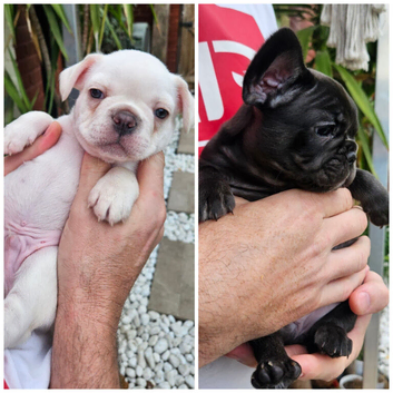 2 beautiful puppies available