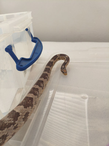adult corn snake