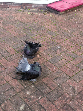 Fantail