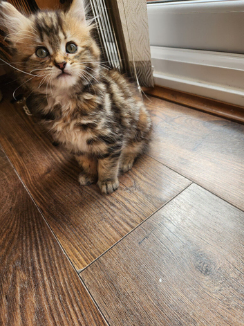 Reduced price Ginger female Presenting little miss singleton