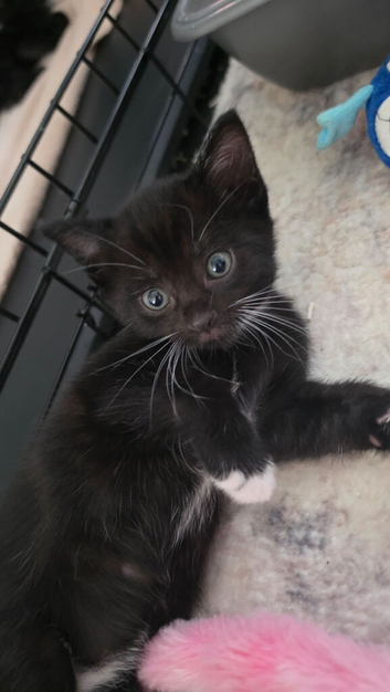 Beautiful Tuxedo Boy Kitten &ndash; Ready for His Forever Home