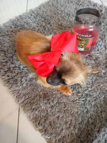 Tcup chihuahua girl