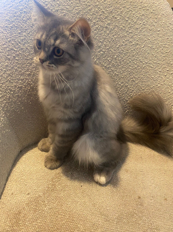 Scottish Fold x British Shorthair Kittens