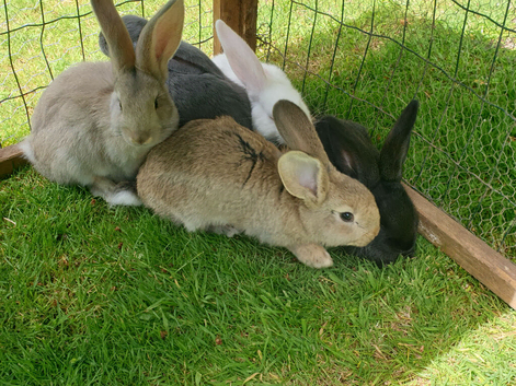 Baby giant rabbits