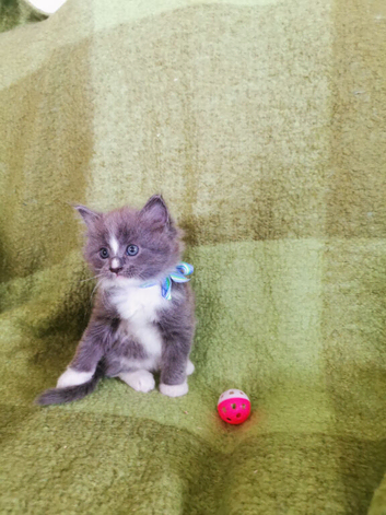 Bsh x ragdoll