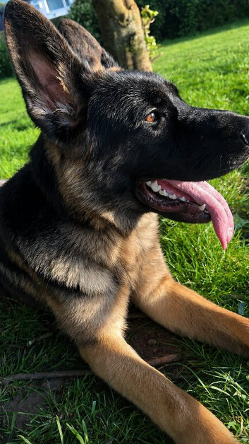 German sherpard boy