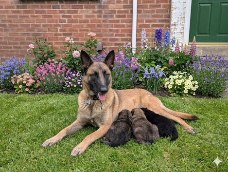 CAUCASIAN BELGIAN MALINOIS SHEPHERDS
