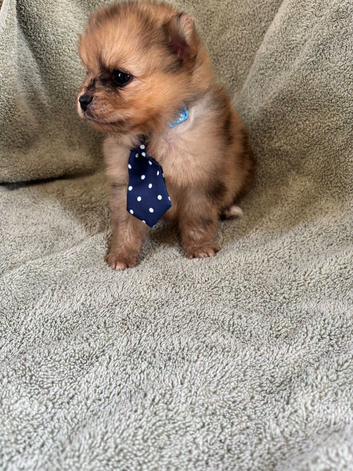Beautiful Merrill puppies