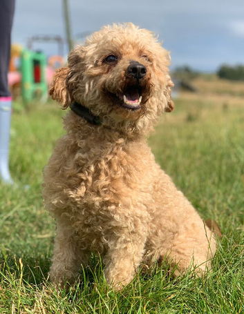 7 year old miniature poodle