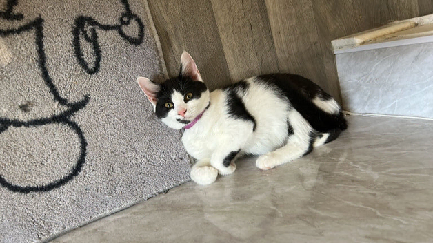 Black and white female cat