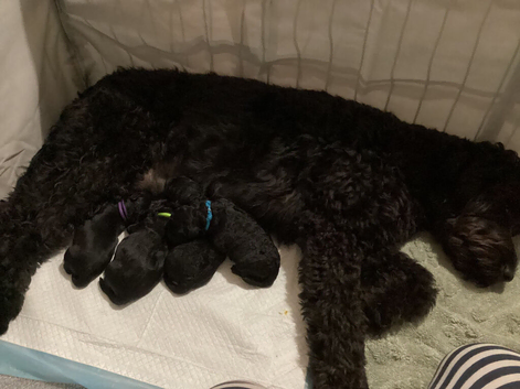 Beautiful black F2 Labradoodles