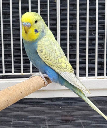 Various Stunning Quality Beautiful Budgies