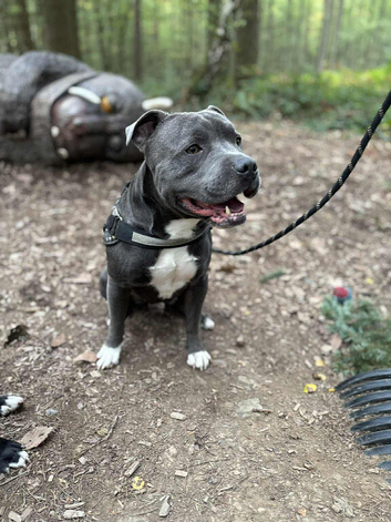 Blue staffy stud