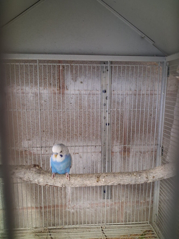 Young male budgie
