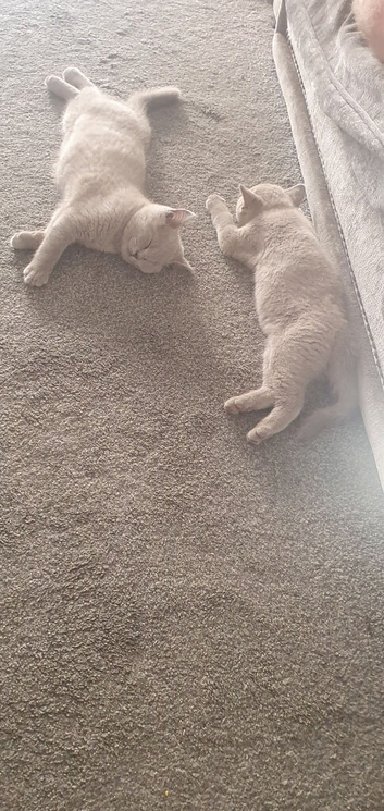 Beautiful bsh kitten