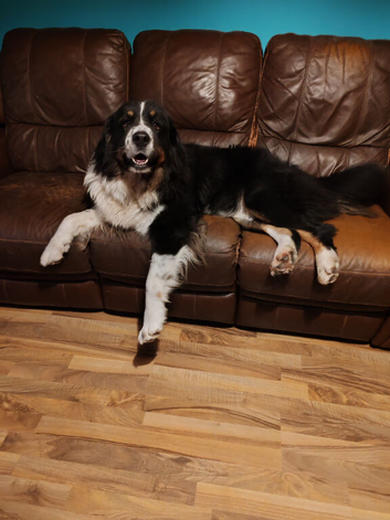 Bernese x newfy