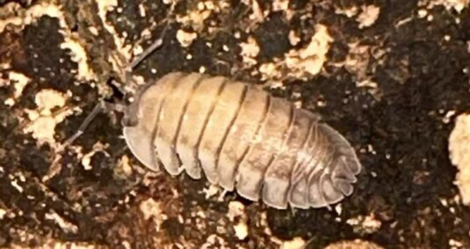 (UK WIDE SHIPPING) Pallasii Isopods for sale UK