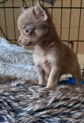 Beautiful chuiuua puppies