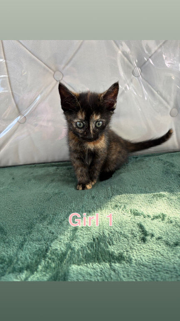 Kittens