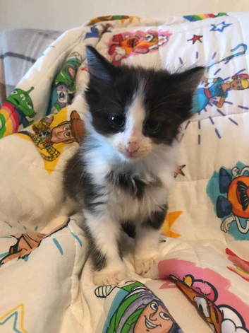 Long hair make kitten