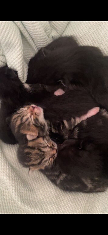 I have six beautiful kittens ready in 8 weeks!