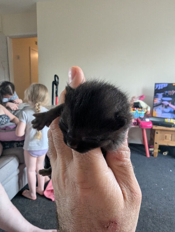 British short hair blue x ragdoll