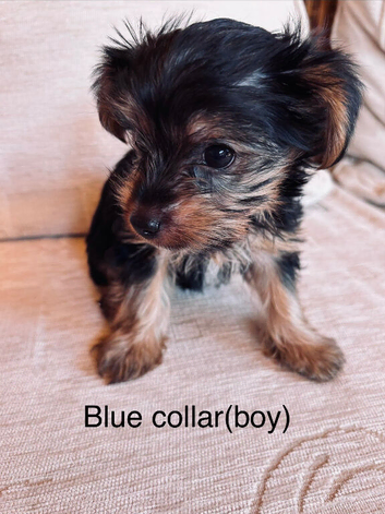Tiny Yorkshire Terriers