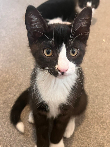 Beautiful kittens for sale